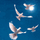 doves_flying2