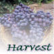 harvest_grapes