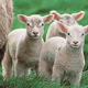 lambs3