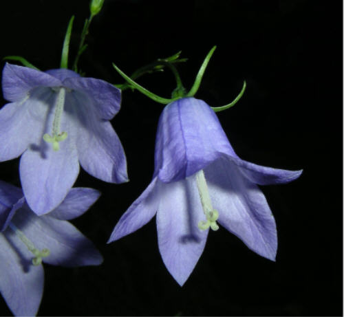 bluebells